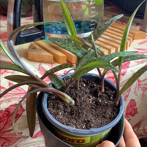 SILVER SQUILL β 5 HEALTHY BULBS / STEMS - Picture 5 of 7